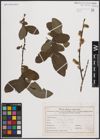 Foto von Salix caprea L.